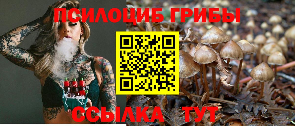 Галлюциногенные грибы Psilocybe  Галлюциногенные грибы Psilocybine cubensis  Алексеевка  Вход с VPN 